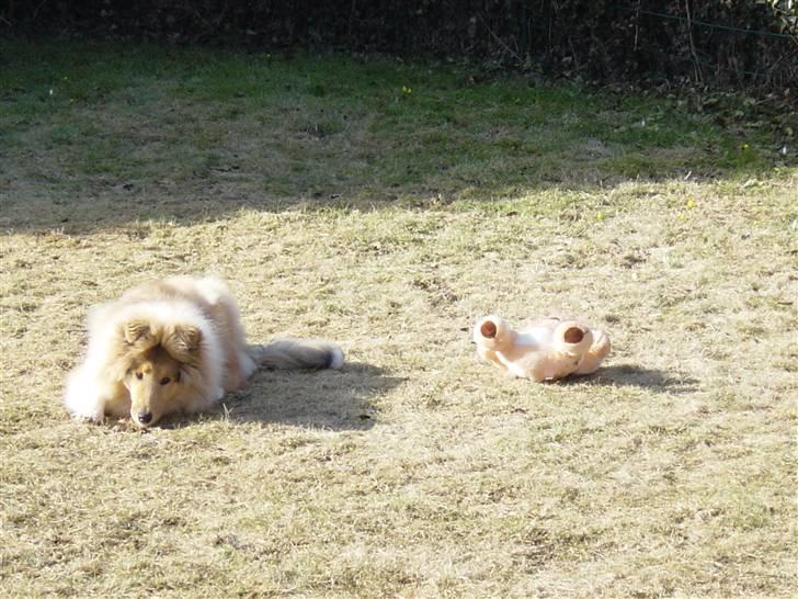 Collie langhåret Tiger - Ingen der gider at lege?... - Så ligger jeg da bare her og venter på en legekammerat! :P billede 17