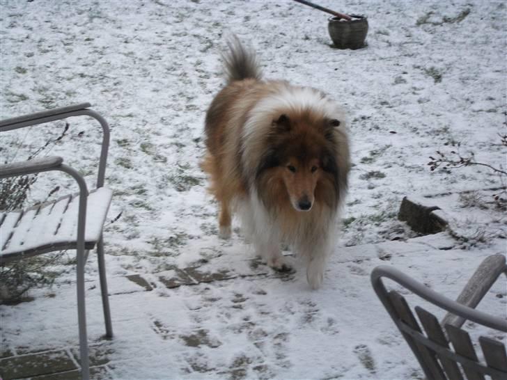 Collie langhåret Tiger billede 11