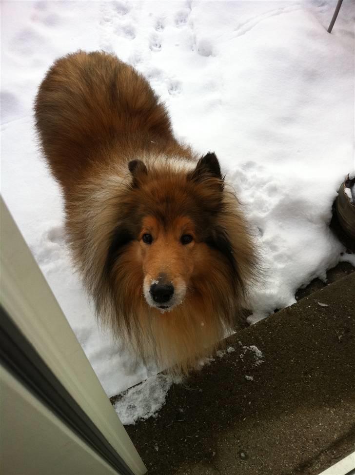 Collie langhåret Tiger billede 12