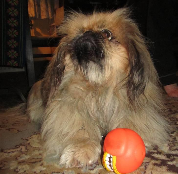 Pekingeser Lunde <3 - Lunde med sin legebold. 5 marts 2011 billede 19