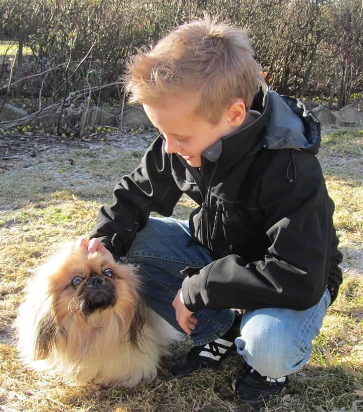 Pekingeser Lunde <3 - Min grand fætter sammen med Lunde. 5 marts 2011 billede 20