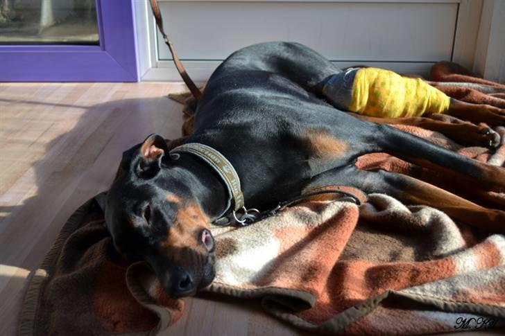 Dobermann *Watchout Diablo* - Nyder solen i køkkenet :) 6 marts 2011... billede 11