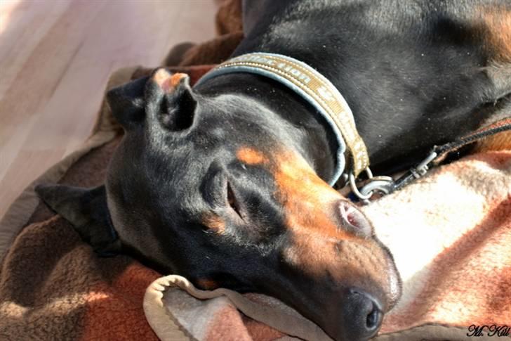 Dobermann *Watchout Diablo* - 6 marts 2011... billede 13