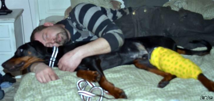 Dobermann *Watchout Diablo* - Diablo og farmand hygger i sengen, efter farmand har leget doktor dyr og repereret forbindingen :) 4 marts 2011... billede 14