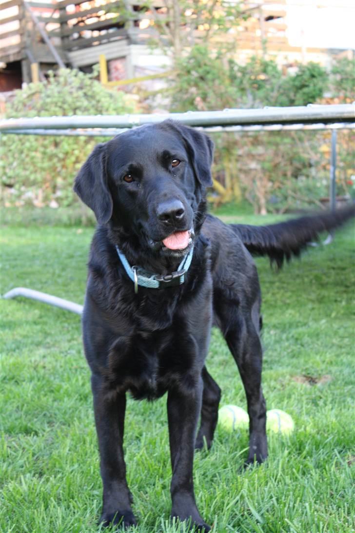 Blanding af racer >Vaks< min dreng<3 - hva er det ??? billede 11