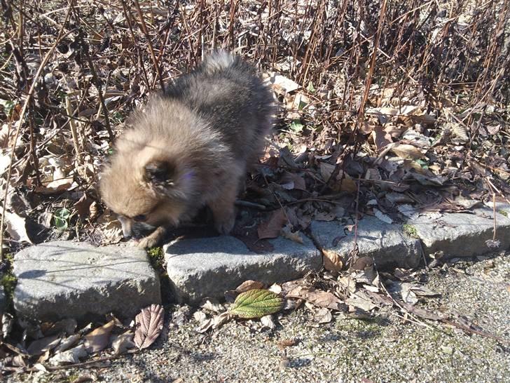 Pomeranian Nelli billede 13