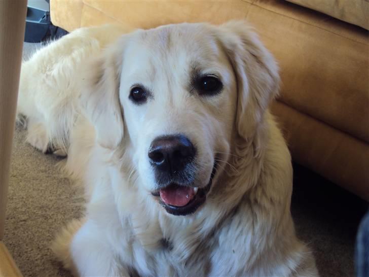 Golden retriever Mille billede 4