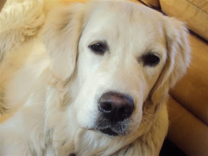 Golden retriever Mille billede 5