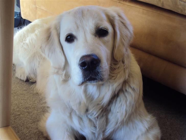 Golden retriever Mille billede 6