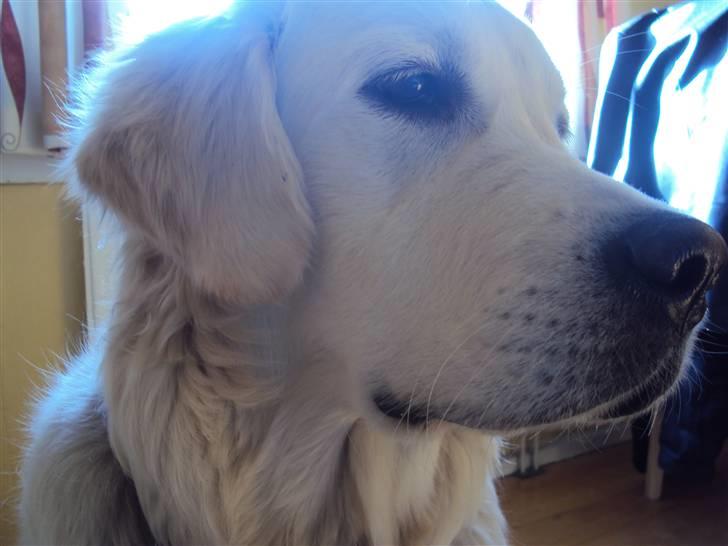 Golden retriever Mille billede 7