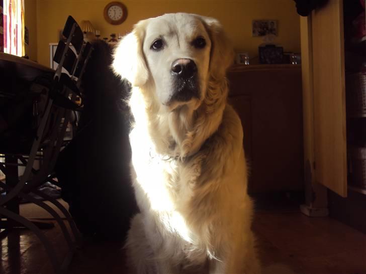 Golden retriever Mille billede 8