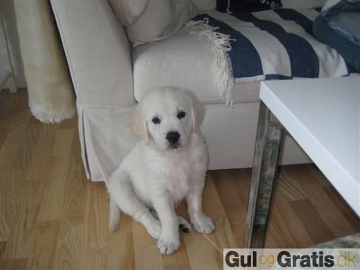 Golden retriever Mille billede 2