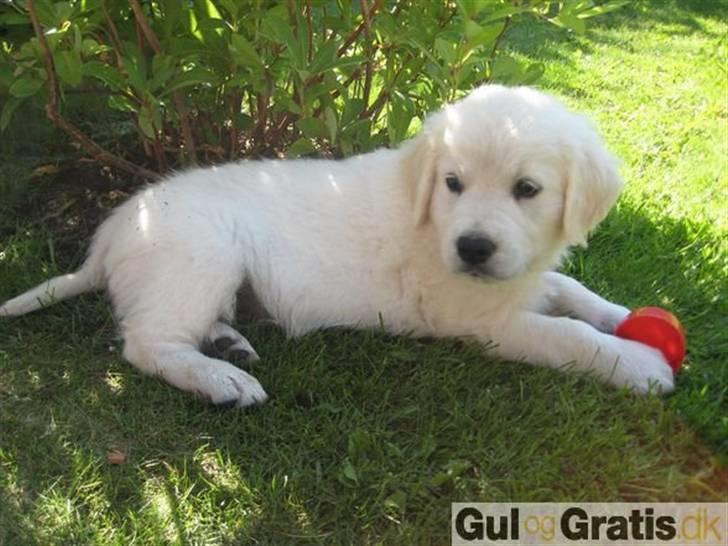 Golden retriever Mille billede 3