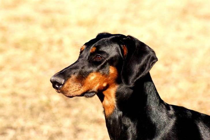 Dobermann Star Anakin's Space Traveller Laika - Foto: Caroline Ravrot billede 5