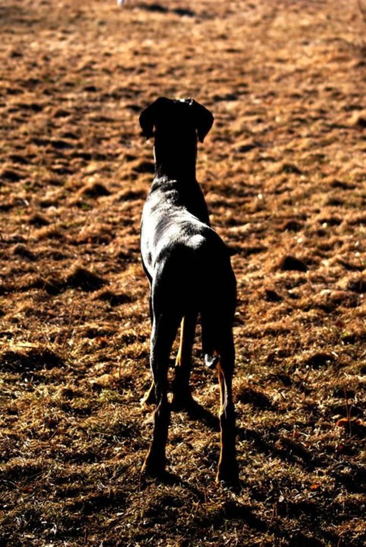 Dobermann Star Anakin's Space Traveller Laika - Foto: Caroline Ravrot billede 4