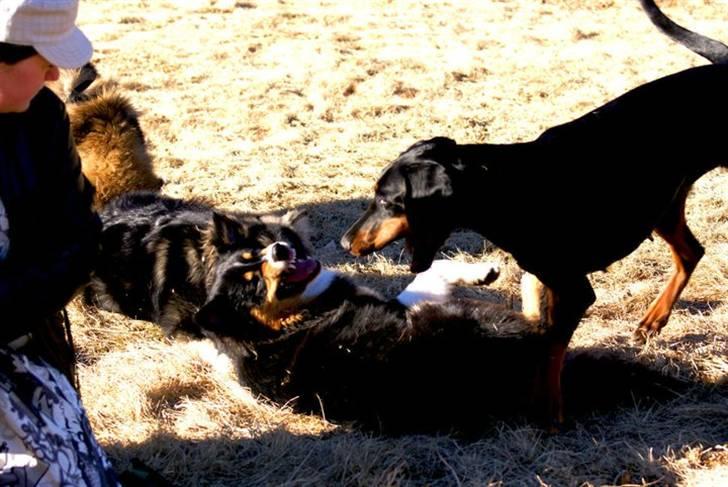 Dobermann Star Anakin's Space Traveller Laika - Foto: Caroline Ravrot billede 6