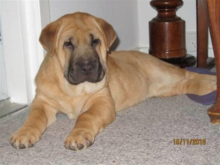 Blanding af racer Alma :o(  jeg er solgt billede 1