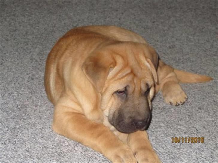 Blanding af racer Alma :o(  jeg er solgt billede 2