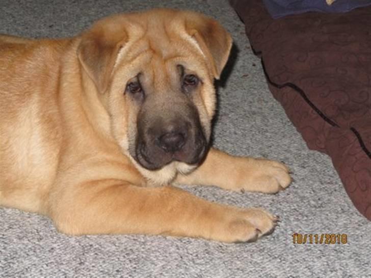 Blanding af racer Alma :o(  jeg er solgt billede 3