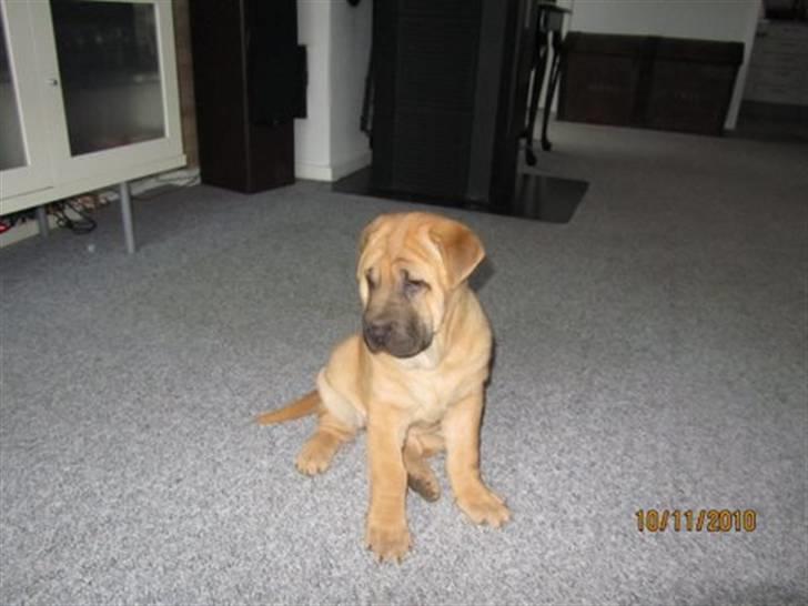 Blanding af racer Alma :o(  jeg er solgt billede 4