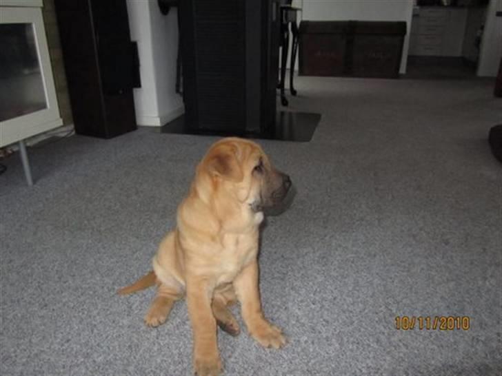 Blanding af racer Alma :o(  jeg er solgt billede 5