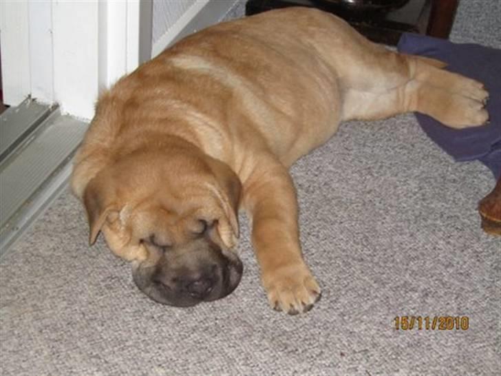 Blanding af racer Alma :o(  jeg er solgt billede 6