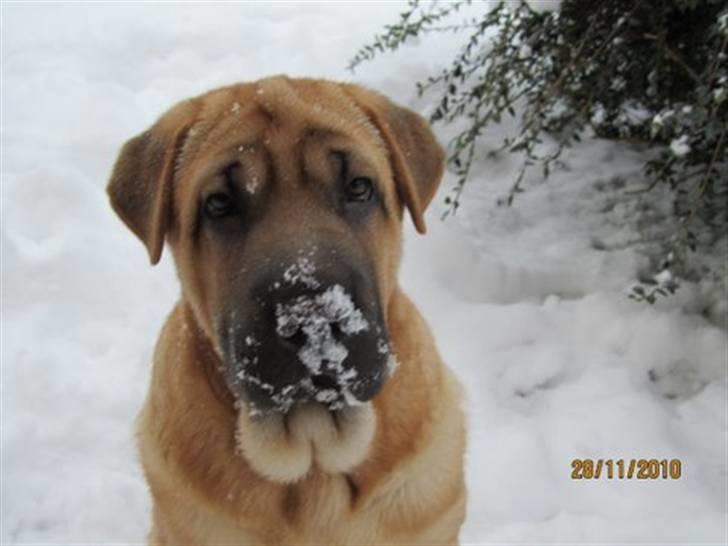 Blanding af racer Alma :o(  jeg er solgt billede 7