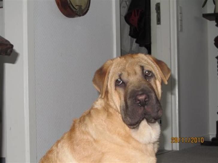 Blanding af racer Alma :o(  jeg er solgt billede 8