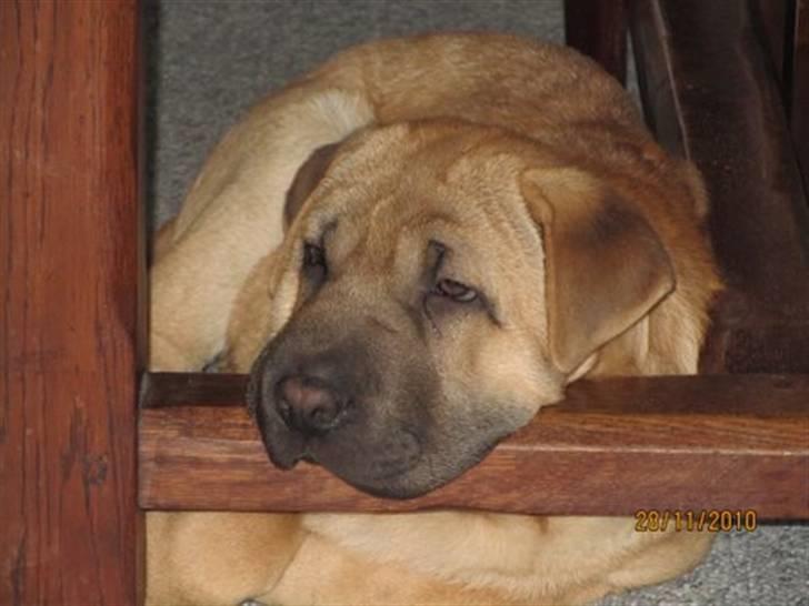 Blanding af racer Alma :o(  jeg er solgt billede 9