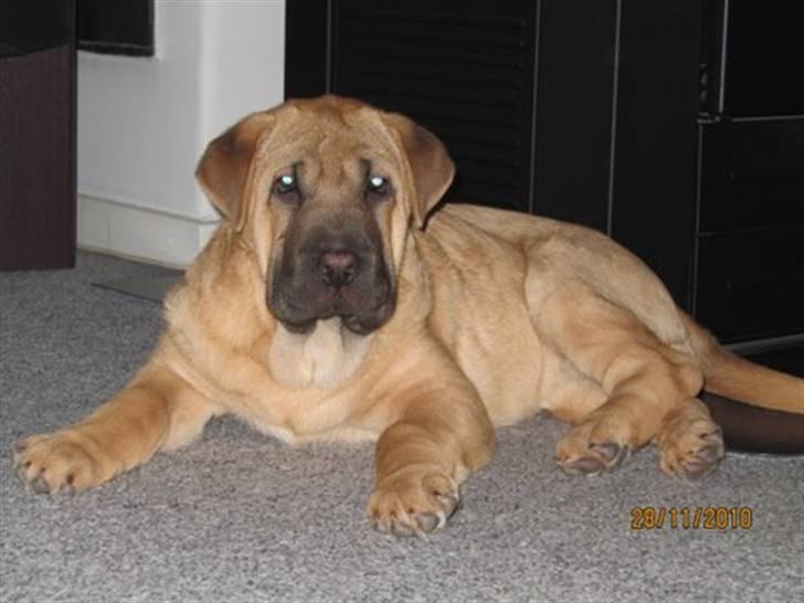 Blanding af racer Alma :o(  jeg er solgt billede 10