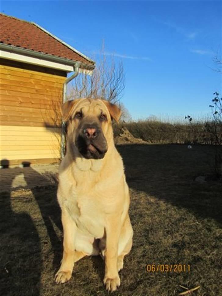 Blanding af racer Alma :o(  jeg er solgt billede 11