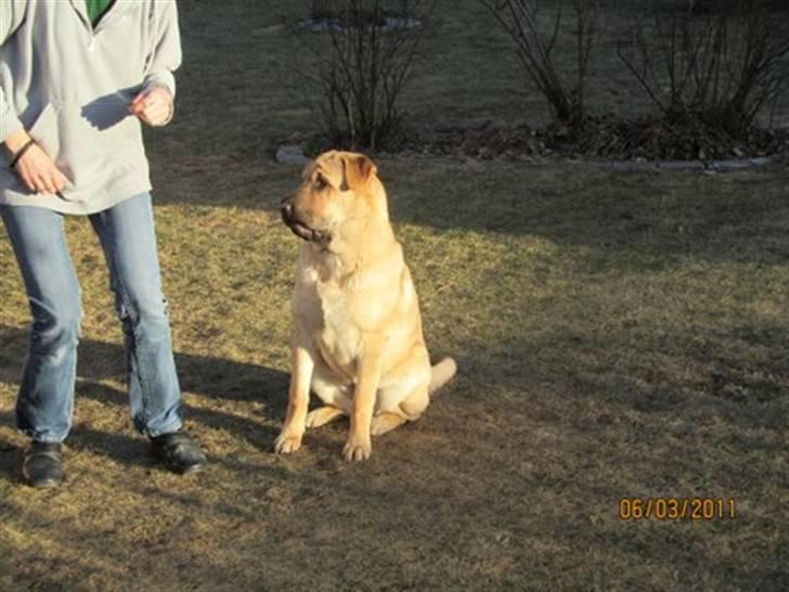 Blanding af racer Alma :o(  jeg er solgt billede 12