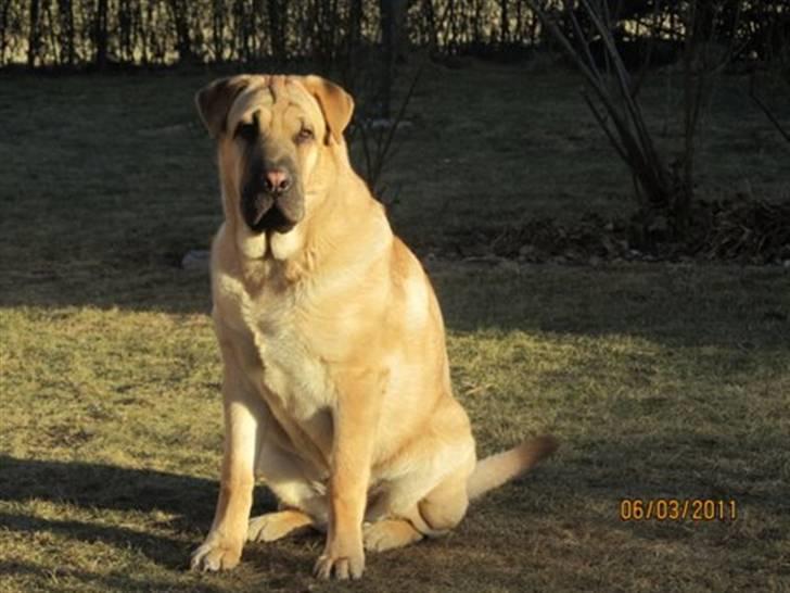 Blanding af racer Alma :o(  jeg er solgt billede 13