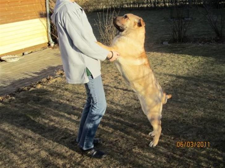 Blanding af racer Alma :o(  jeg er solgt billede 14