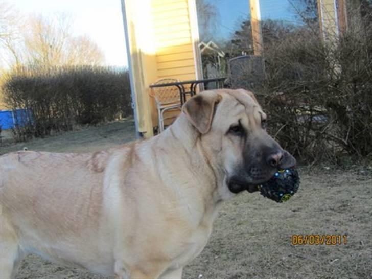 Blanding af racer Alma :o(  jeg er solgt billede 15