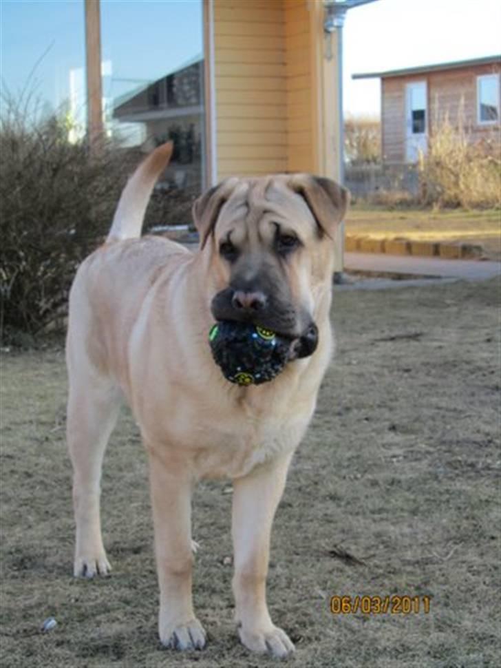 Blanding af racer Alma :o(  jeg er solgt billede 16