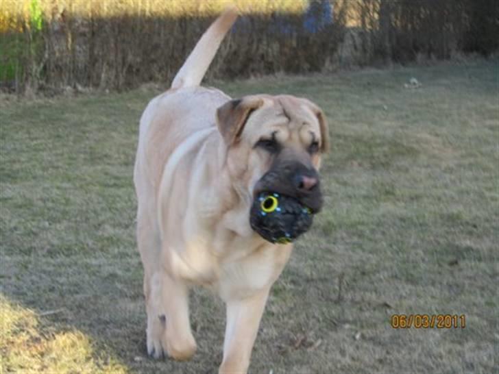 Blanding af racer Alma :o(  jeg er solgt billede 17