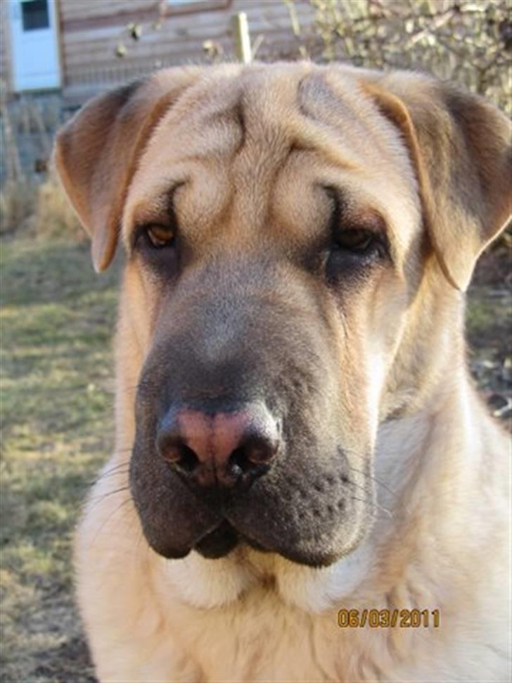 Blanding af racer Alma :o(  jeg er solgt billede 18