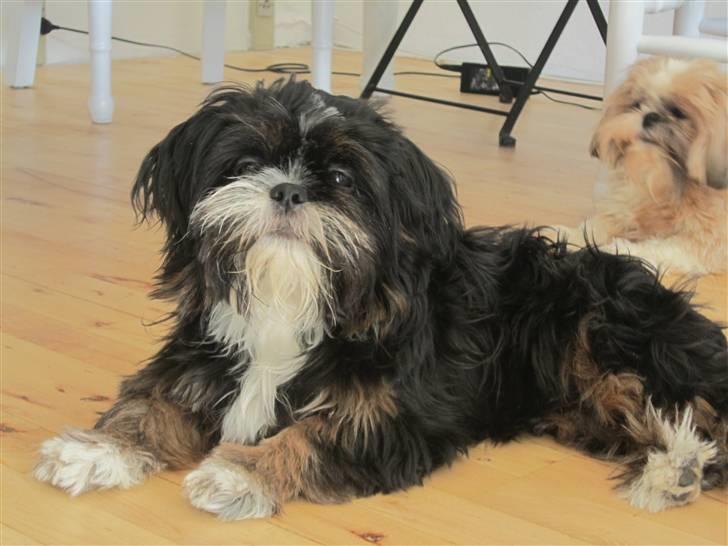 Blanding af racer Luna - Den nuttede billede 2