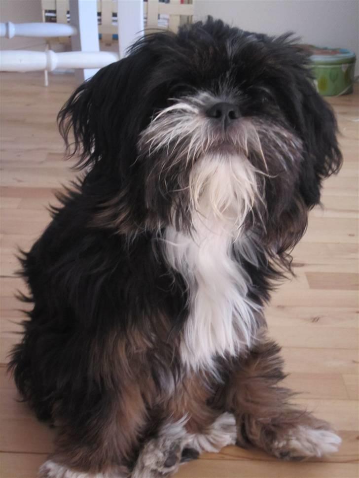 Blanding af racer Luna - Den nuttede billede 6