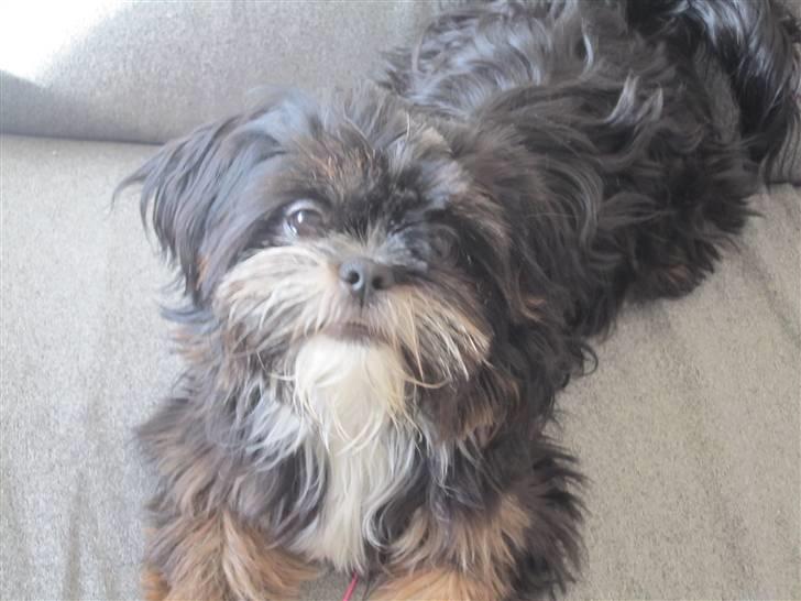 Blanding af racer Luna - Den nuttede billede 9