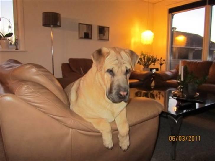 Blanding af racer Alma :o(  jeg er solgt billede 19