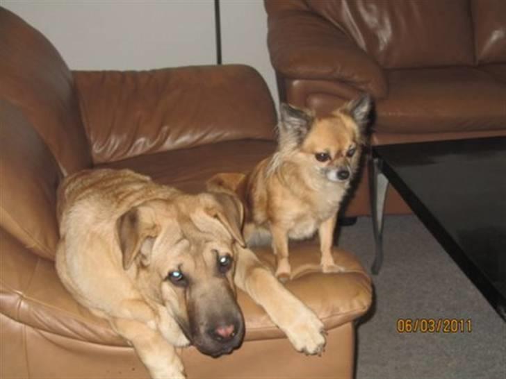 Blanding af racer Alma :o(  jeg er solgt - Mig og min storesøster billede 20