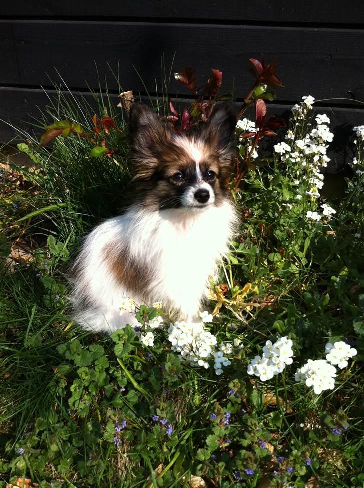 Papillon Mynte - Smukke Mynte :) billede 4