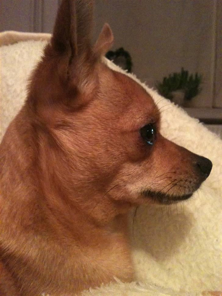 Chihuahua Chiki *<3 RIP baby <3* - Chiki billede 10