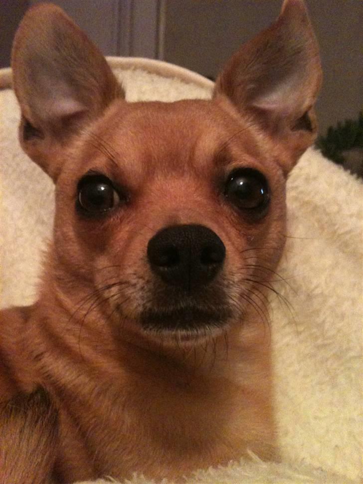 Chihuahua Chiki *<3 RIP baby <3* - Chiki billede 11