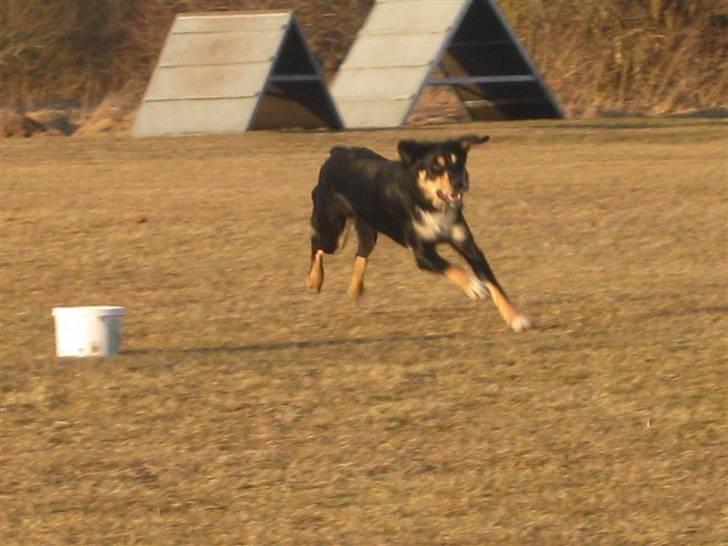 Blanding af racer Coda - kegle indkald billede 14