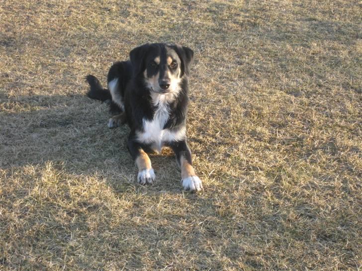 Blanding af racer Coda - Smukke Coda <3 billede 15