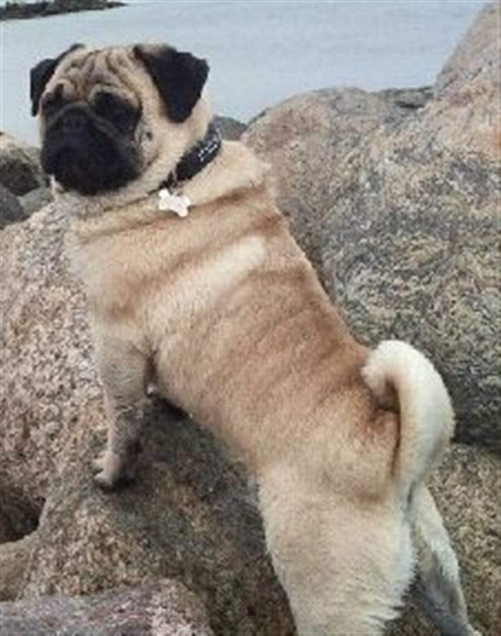 Mops kivi´s svante - frede nyder udsigten over havet over sæby. billede 1