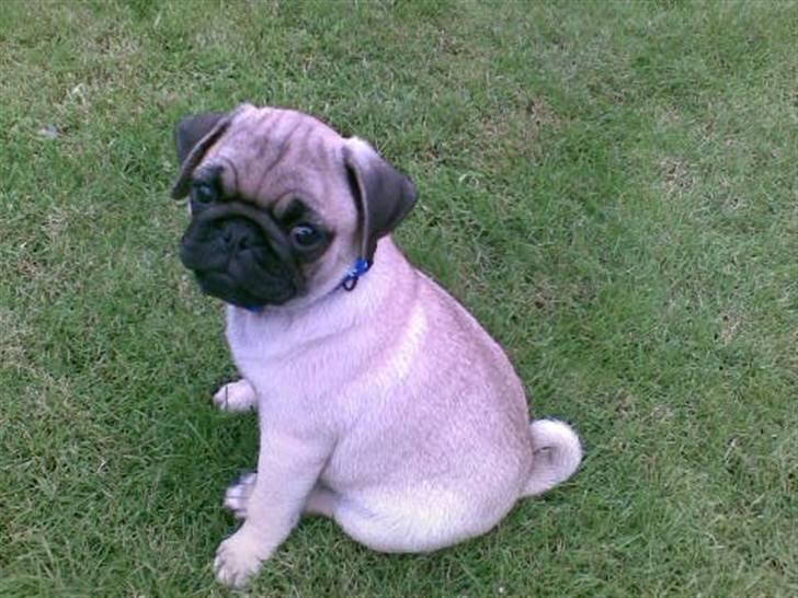 Mops kivi´s svante - Her er jeg 11 uger gammel og det er den dag jeg bliver hente af min mor :)  billede 3